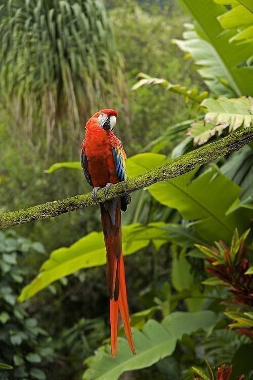 Ara rouge sur une branche J.-M Labat & F