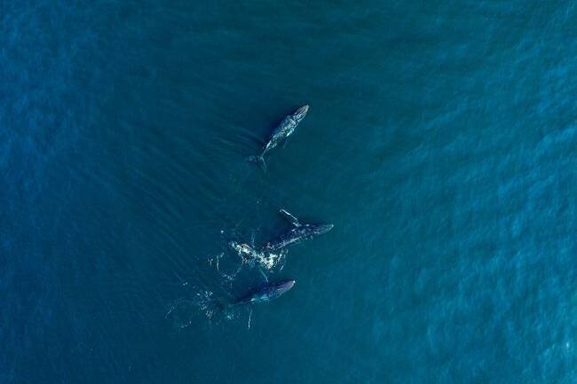 Arabian Humpback Whale Haitham al Farsi