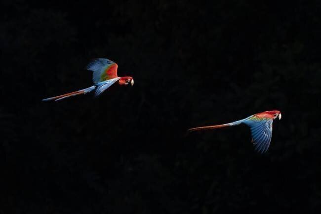 Aras chloroptères  en vol, Mato Grosso do Sul, Brésil Sergio Pitamitz