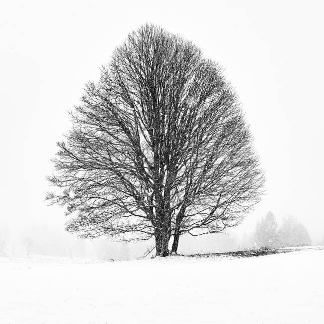 Arbre solitaire Martin Froyda