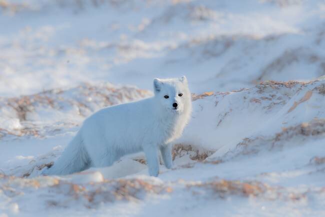 Arctic fox Jie Fischer