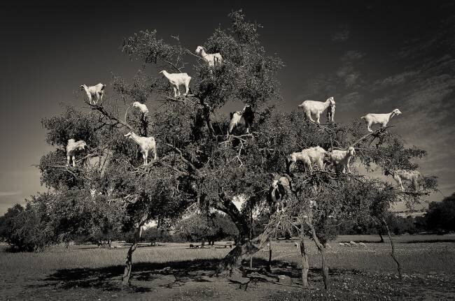 Argan loving goats Dario Puebla