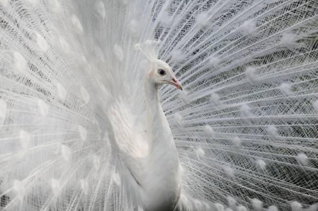 As white as snow Victoria Ivanova
