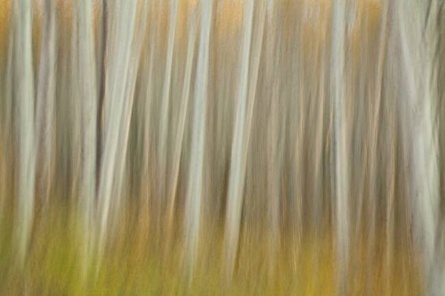 Aspen Blur Linda D Lester