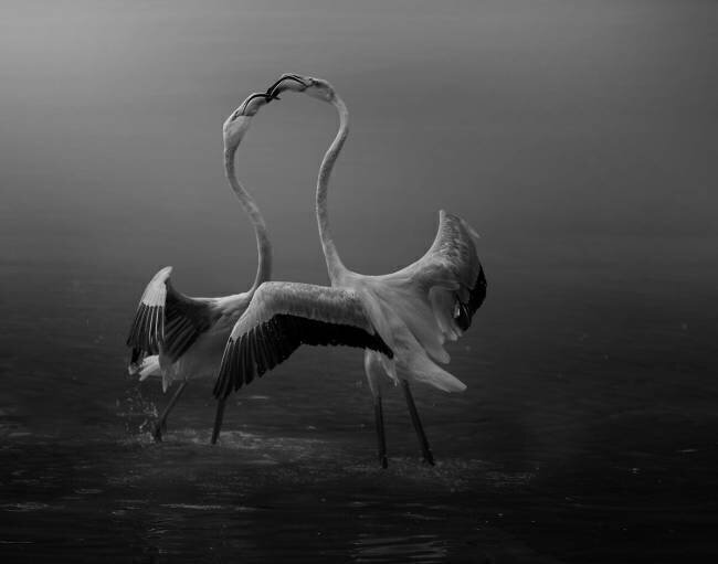 Attraction Krystina Wisniowska