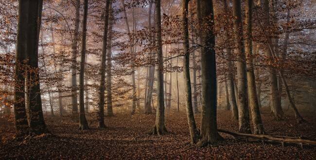 Autumn Norbert Maier