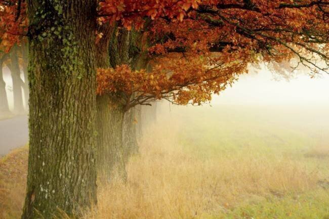 Autumn fog Christina Sillen
