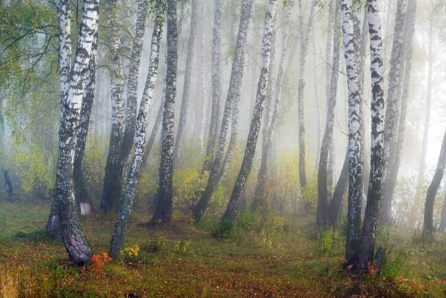 Brouillards d'automne Dmitry Doronin