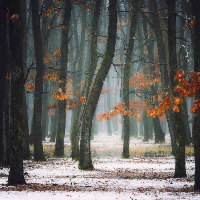 L'automne dans mon âme Alexandra Fira