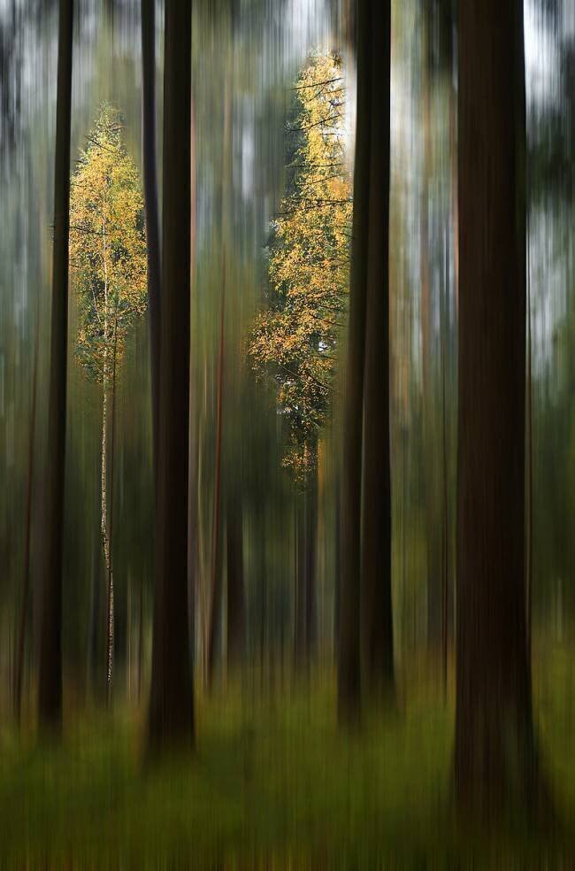 Autumn leaves Bjorn Emanuelson