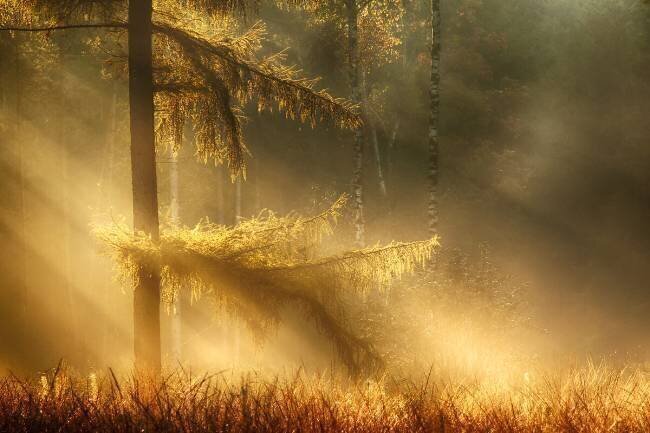 Autumn light Maurice Mies