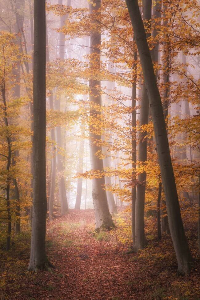 Autumn Woodland in Fog Tobias Luxberg