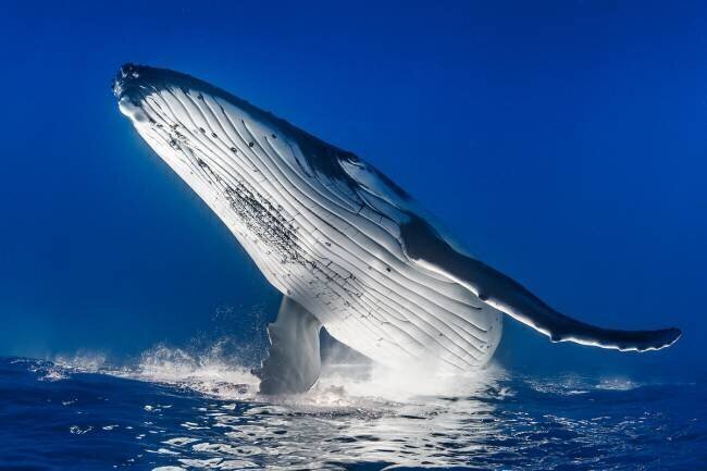 Baleine à bosse (Megaptera novaeangliae) nageant à l'envers sous la surface, Tahiti, Polynésie Française  Fabien Michenet