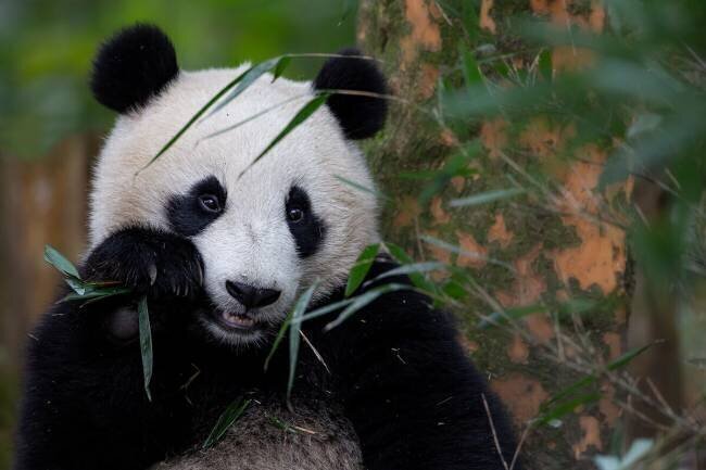 Bamboo Time Alessandro Catta