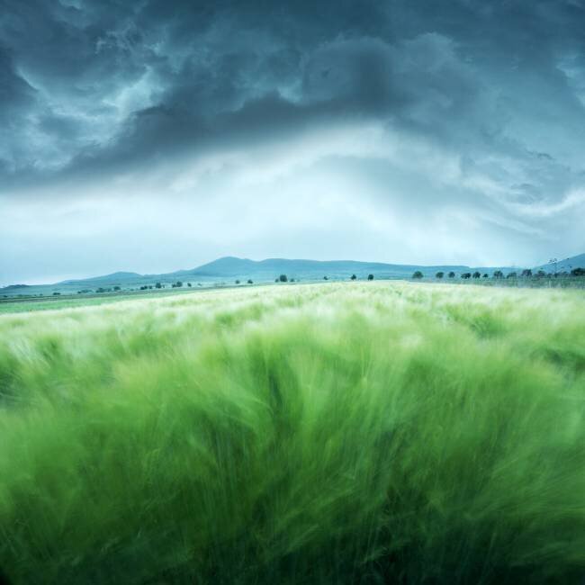 Barley Field Floriana Barbu