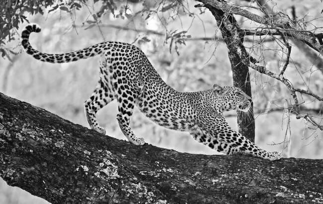 Beautiful cat Marco Pozzi