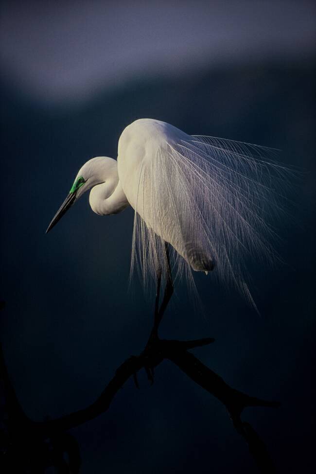 Beautiful ornament feathers Takafumi Yamashita