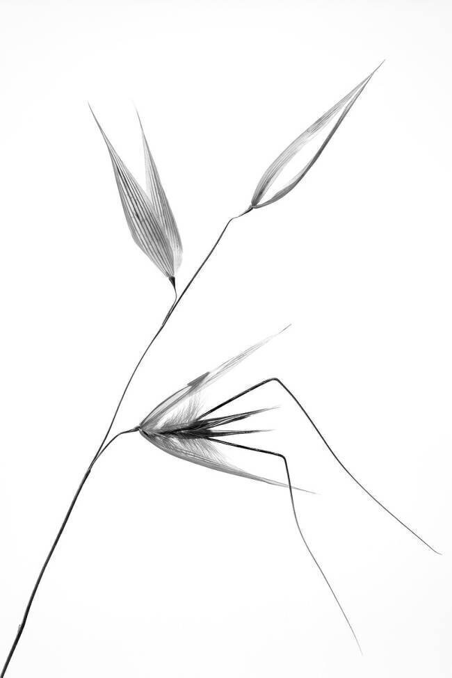 Beauty of a weed Thierry Lagandré (Transgressed Light)