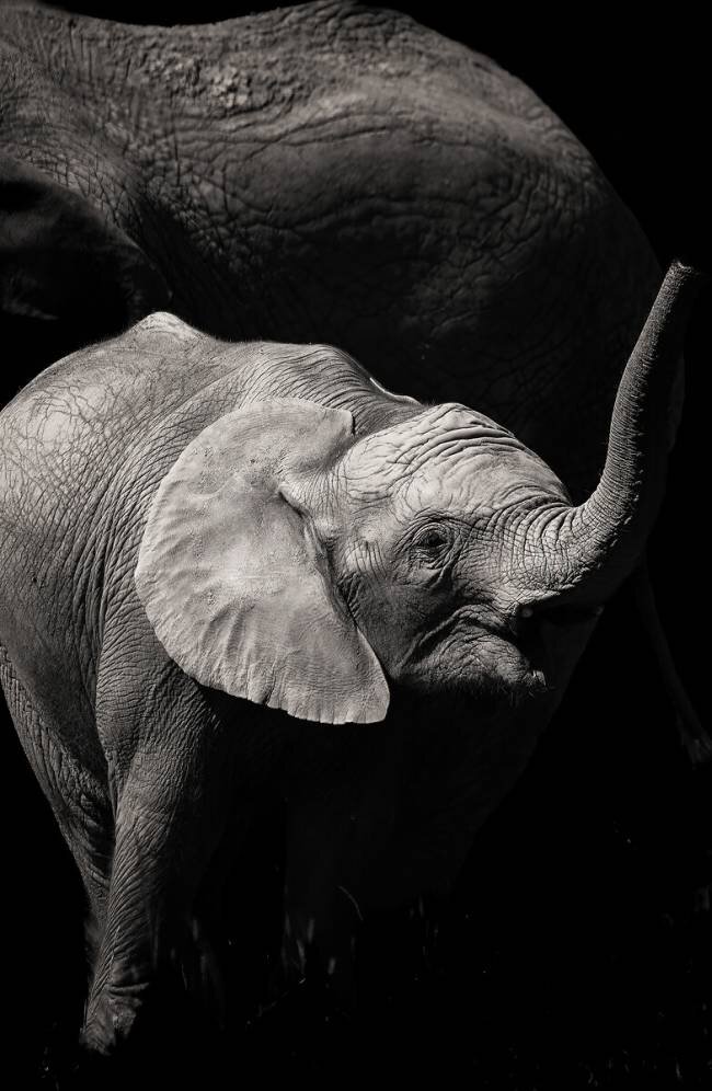 Bébé éléphant et sa mère #39 Carmen Villar