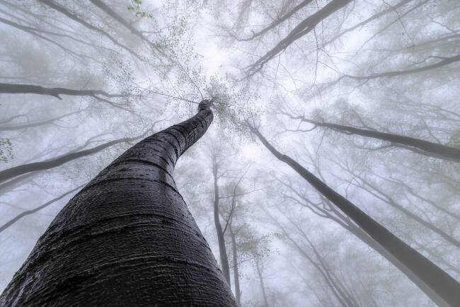 Forêt de hêtres Tom Pavlasek