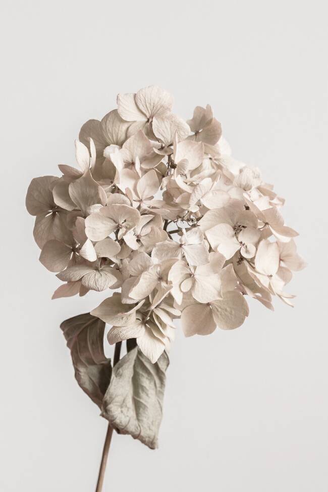 Fleur séchée beige 1x Studio III