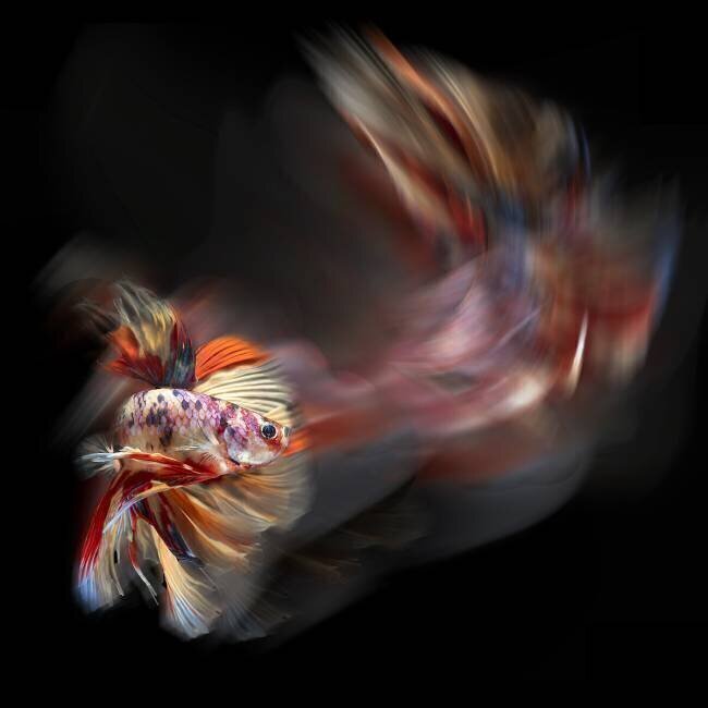 Bettafish Path Antonyus Bunjamin (Abe)