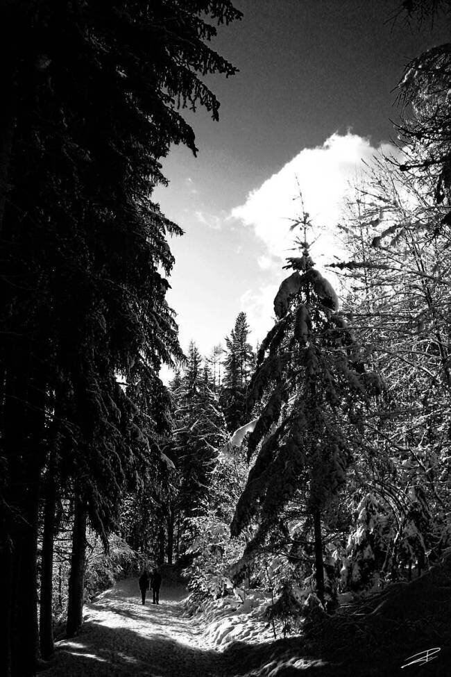 Big Nature Jérôme Prince