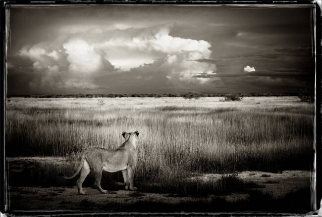 Lioness facing the bush in Etosha NP Namibia Philippe-Alexandre Chevallier