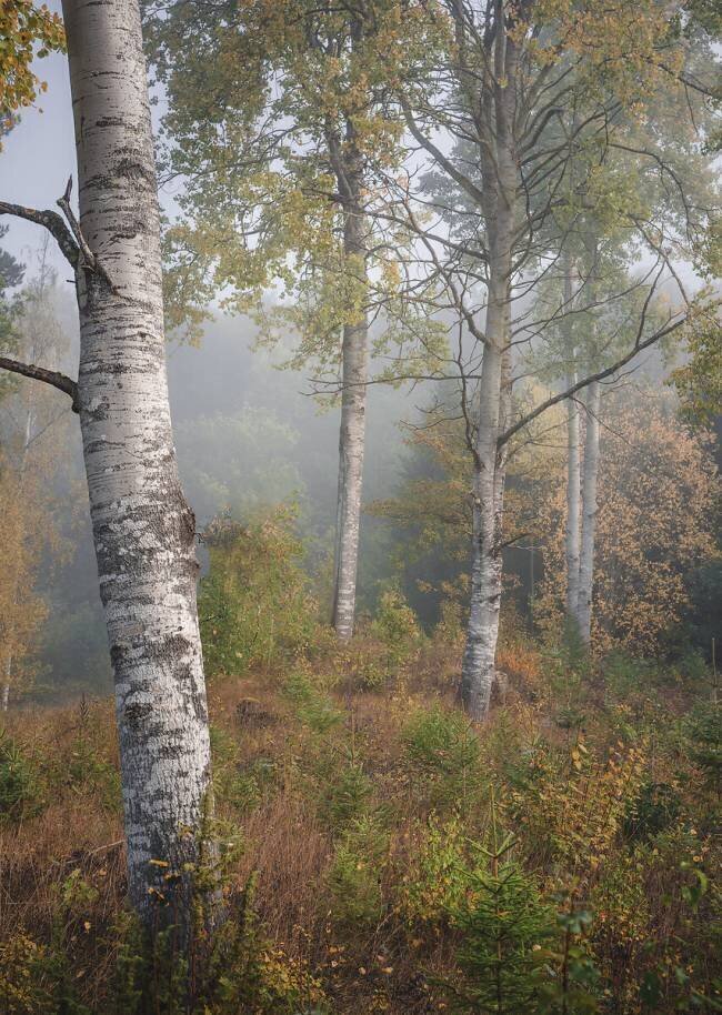 Birchtrees in morning fog Christian Lindsten