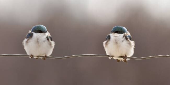 Birds on a wire Lucie  Gagnon
