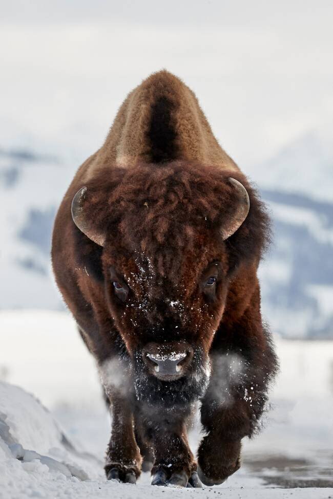 Bison Incoming Peter Hudson