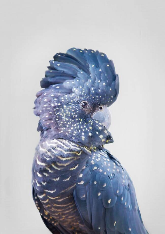 Black Cockatoo Kathrin Pienaar