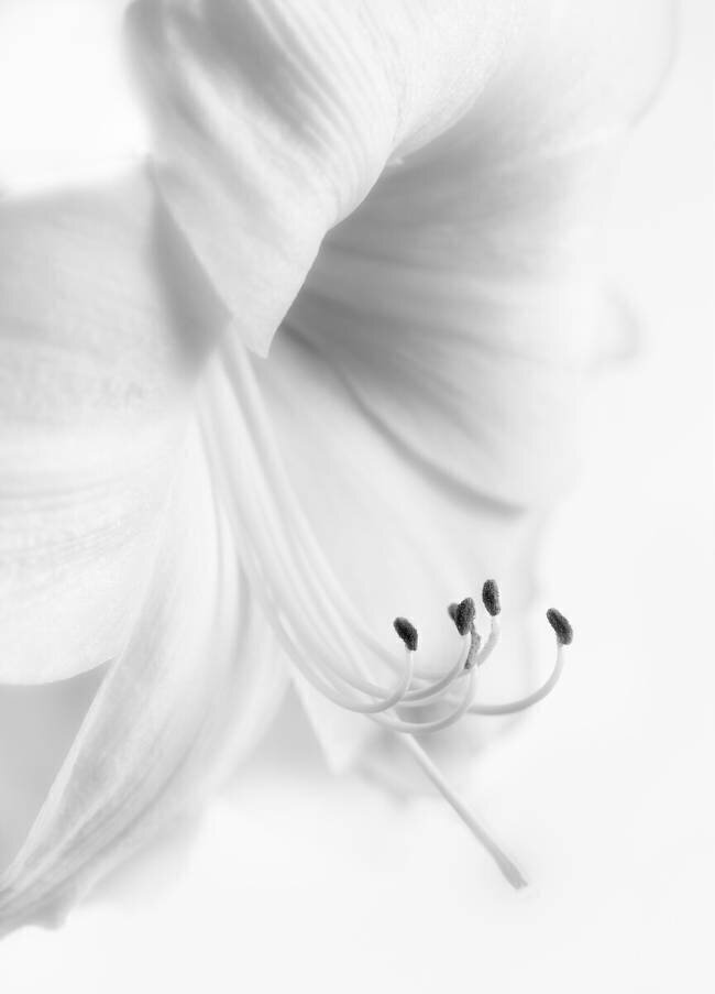 Blanc sur blanc Paul Atcliffe
