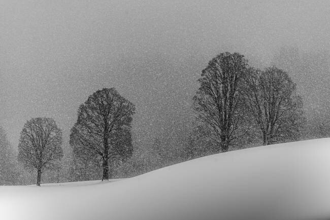 Blanche-Neige Andy Dauer