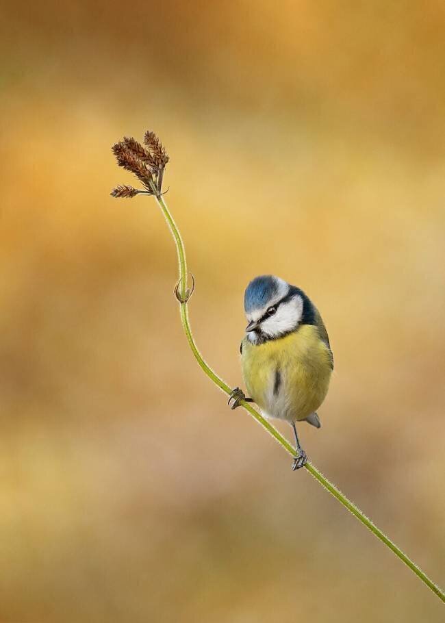 Blue Tit winter light Kieran O Mahony