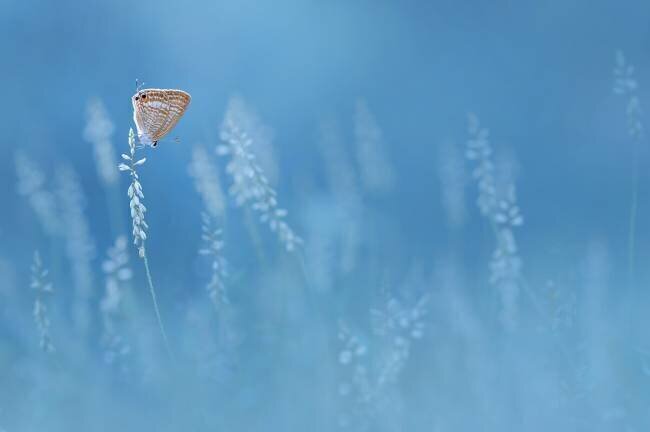 Blues Edy Pamungkas