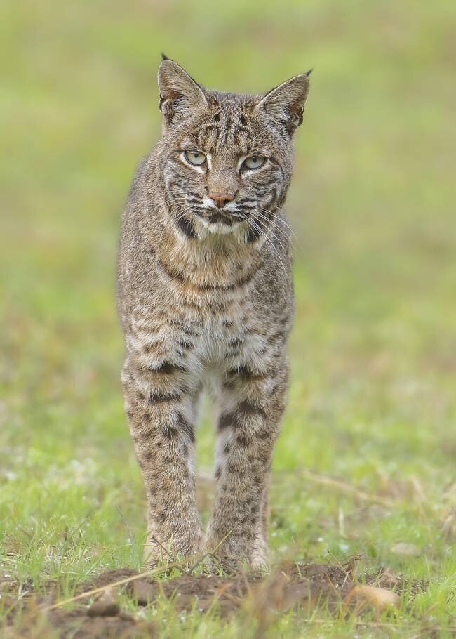 Bobcat Bo Wang