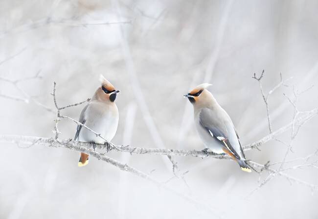 Bohemian Waxwings Jim Cumming