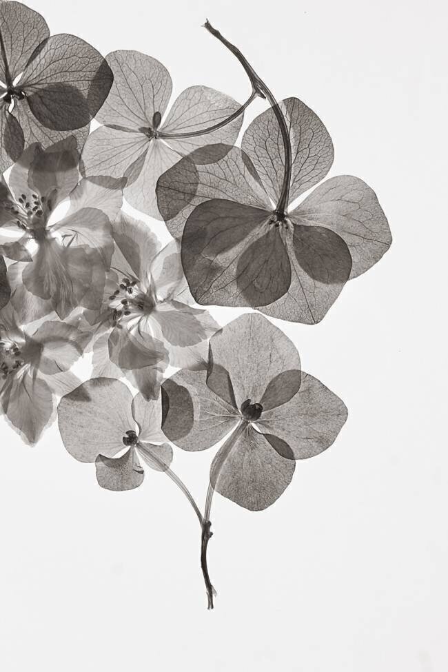Botanique Lenka