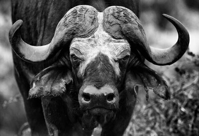Buffle d'Afrique Tonino De Marco
