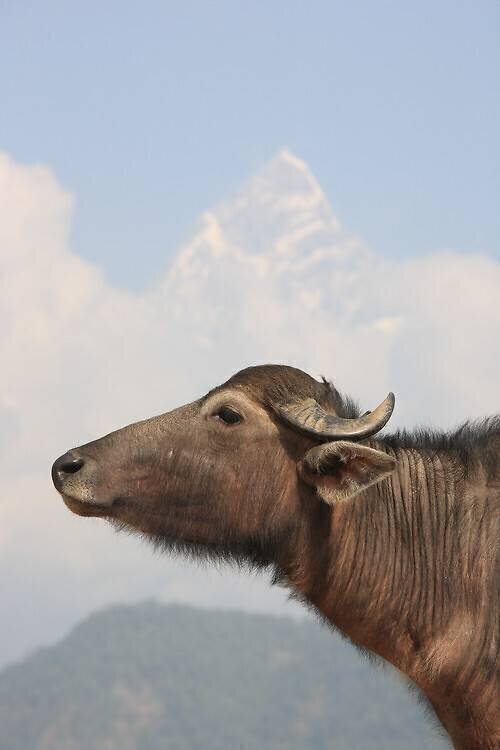 Buffle d'eau devant le Machapuchare Annapurna Antoine Boureau