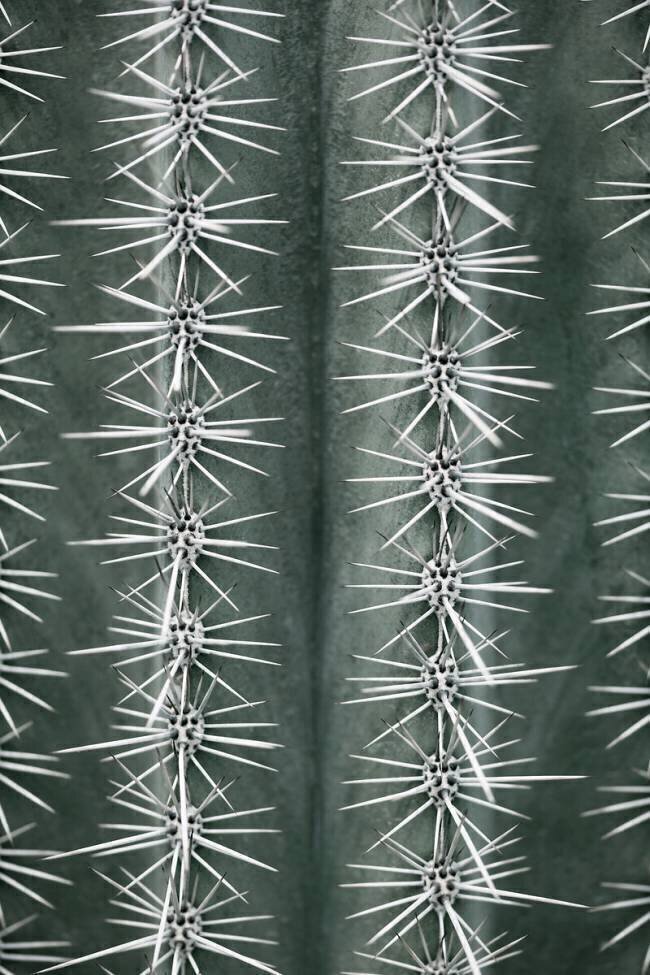 Cactus green 1x Studio III