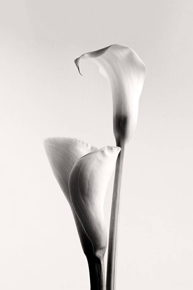 Calla Calin Hanchevici