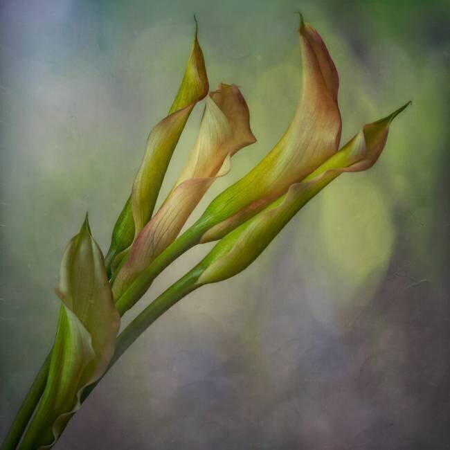 Calla Lily Marie-anne Stas