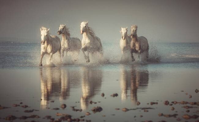 Camargue Horses Rostovskiy Anton