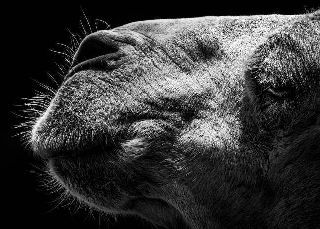 Camel Sultan Ahmed Niloy