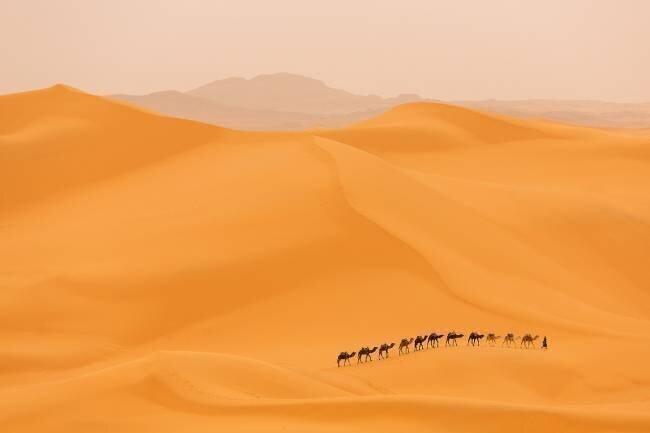 Camels caravan in Sahara Dan Mirica