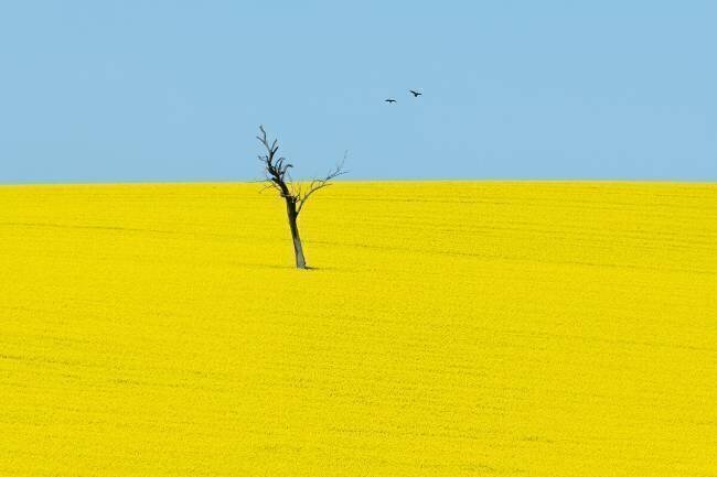 Canola Flowers Ivylu