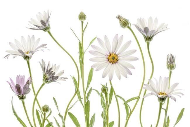 Cape Daisies Mandy Disher