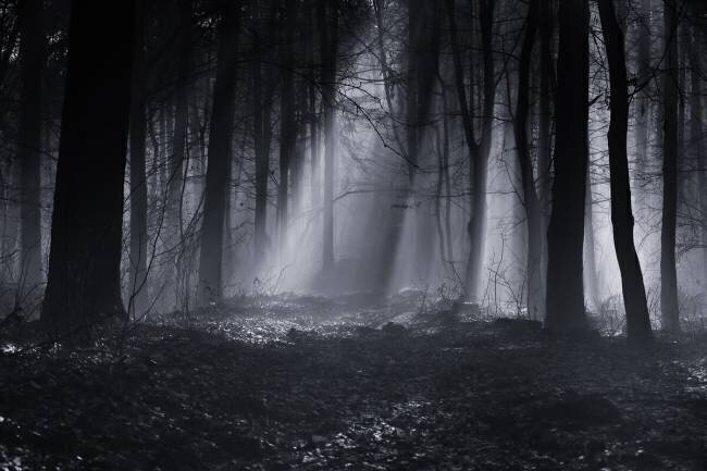 Capela forest Julien Oncete